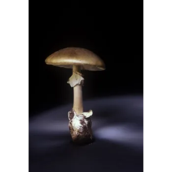 Mushroom (49)-2053800-72879.webp